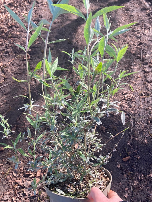 Buddleja davidii Nanho Blue - Champion Plants