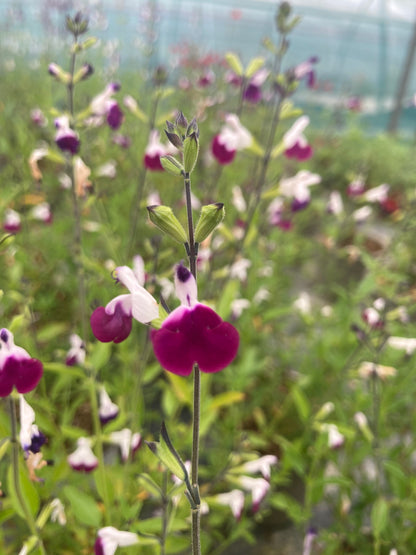 Salvia Amethyst Lips