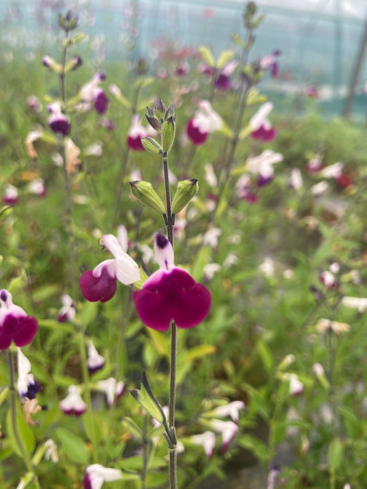 Salvia Amethyst Lips