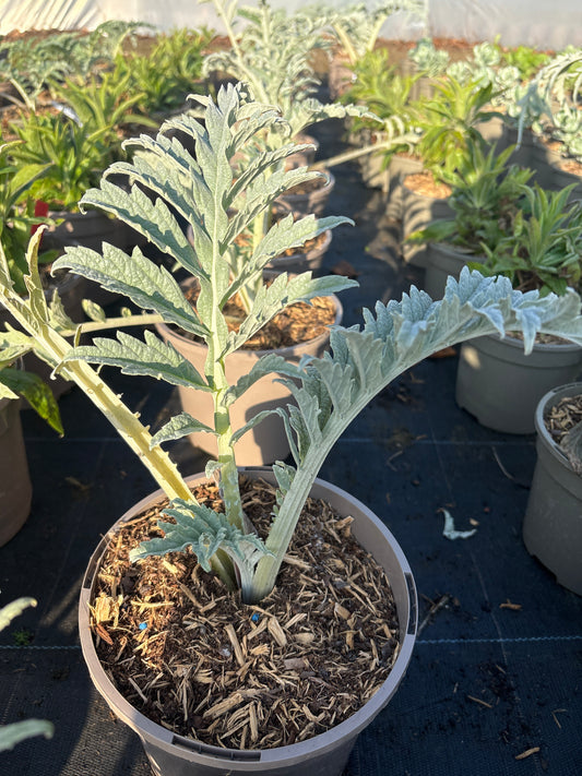 Cynara cardunculus 'Romanesco'