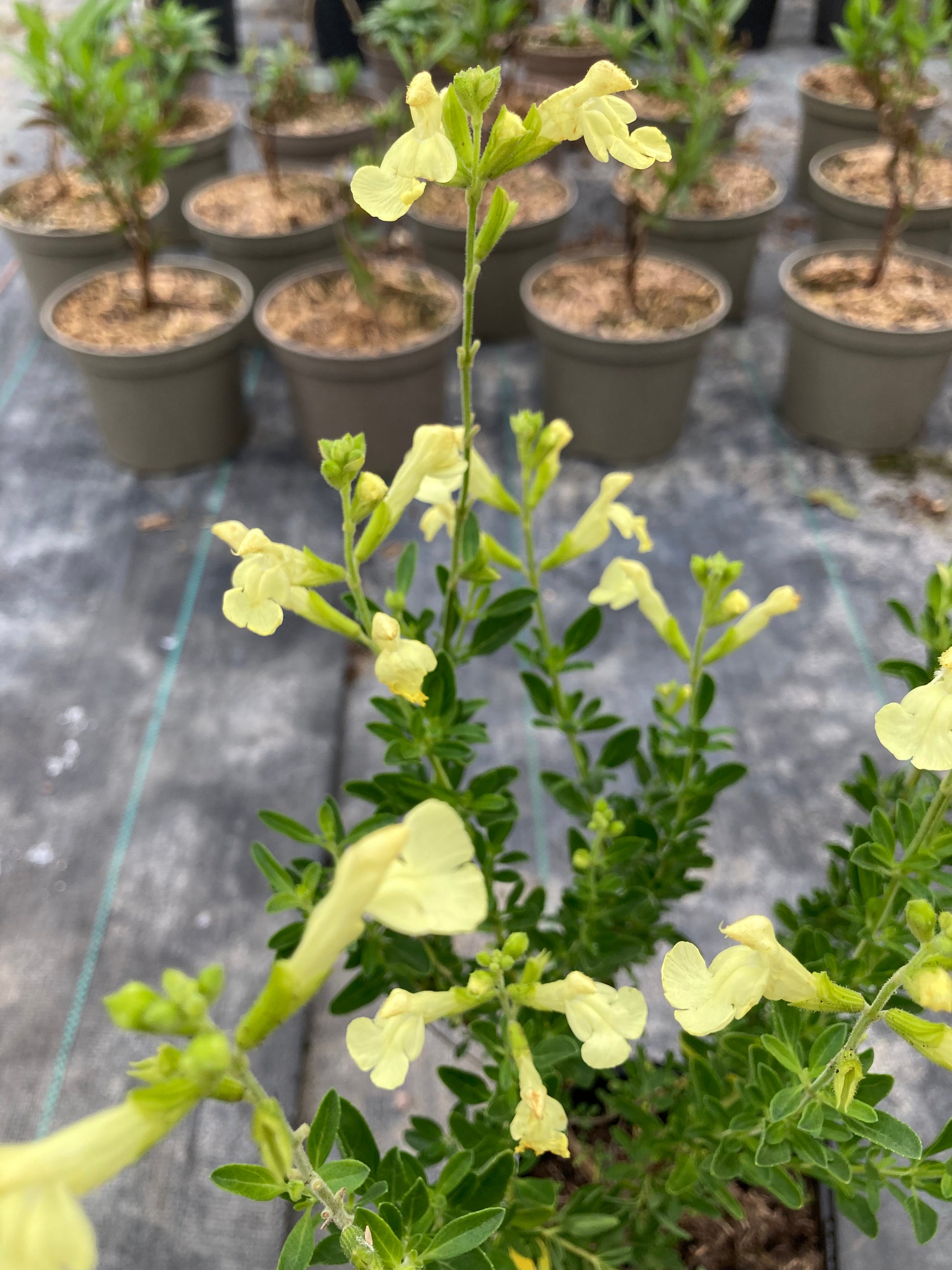 Salvia x jemensis Lemon Light - Champion Plants