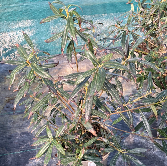 Crinodendron Ada Hoffman - Champion Plants