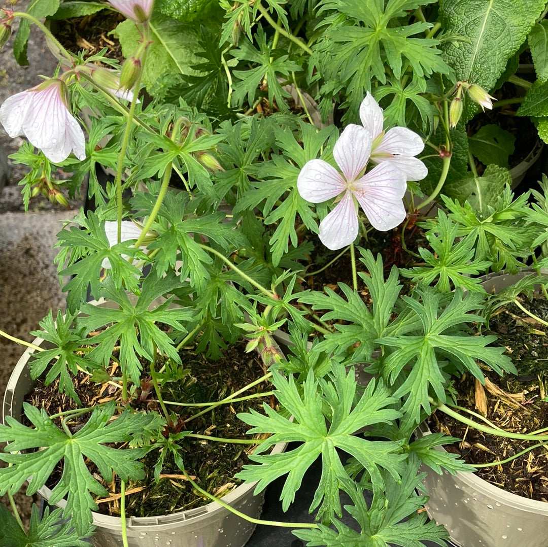 Geranium clarkei 'Kashmir White'