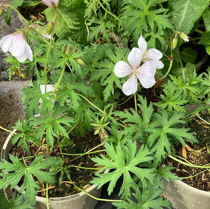 Geranium clarkei 'Kashmir White'