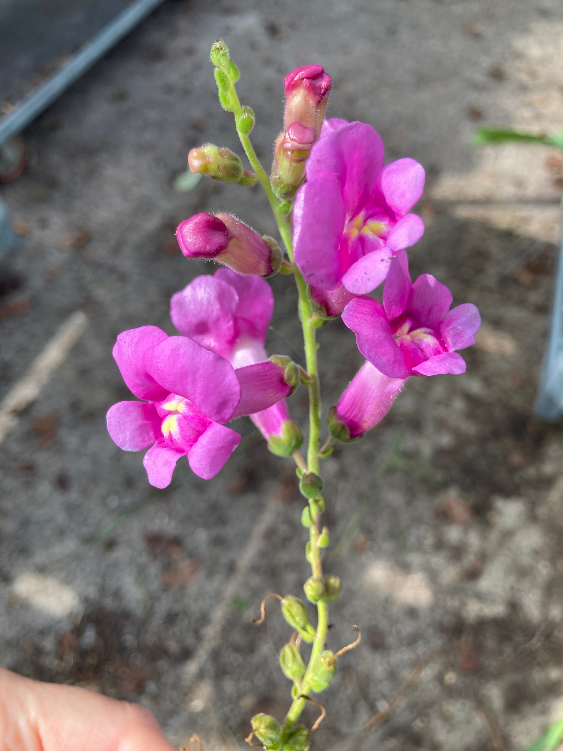 Antirrhinum Pretty in Pink - Champion Plants