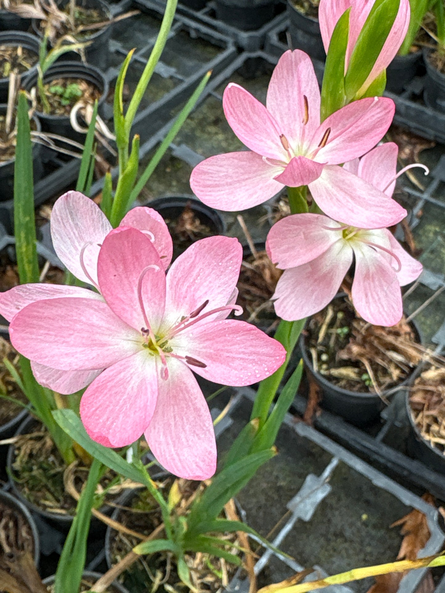 Hesperantha coccinea 'Mollie Gould'