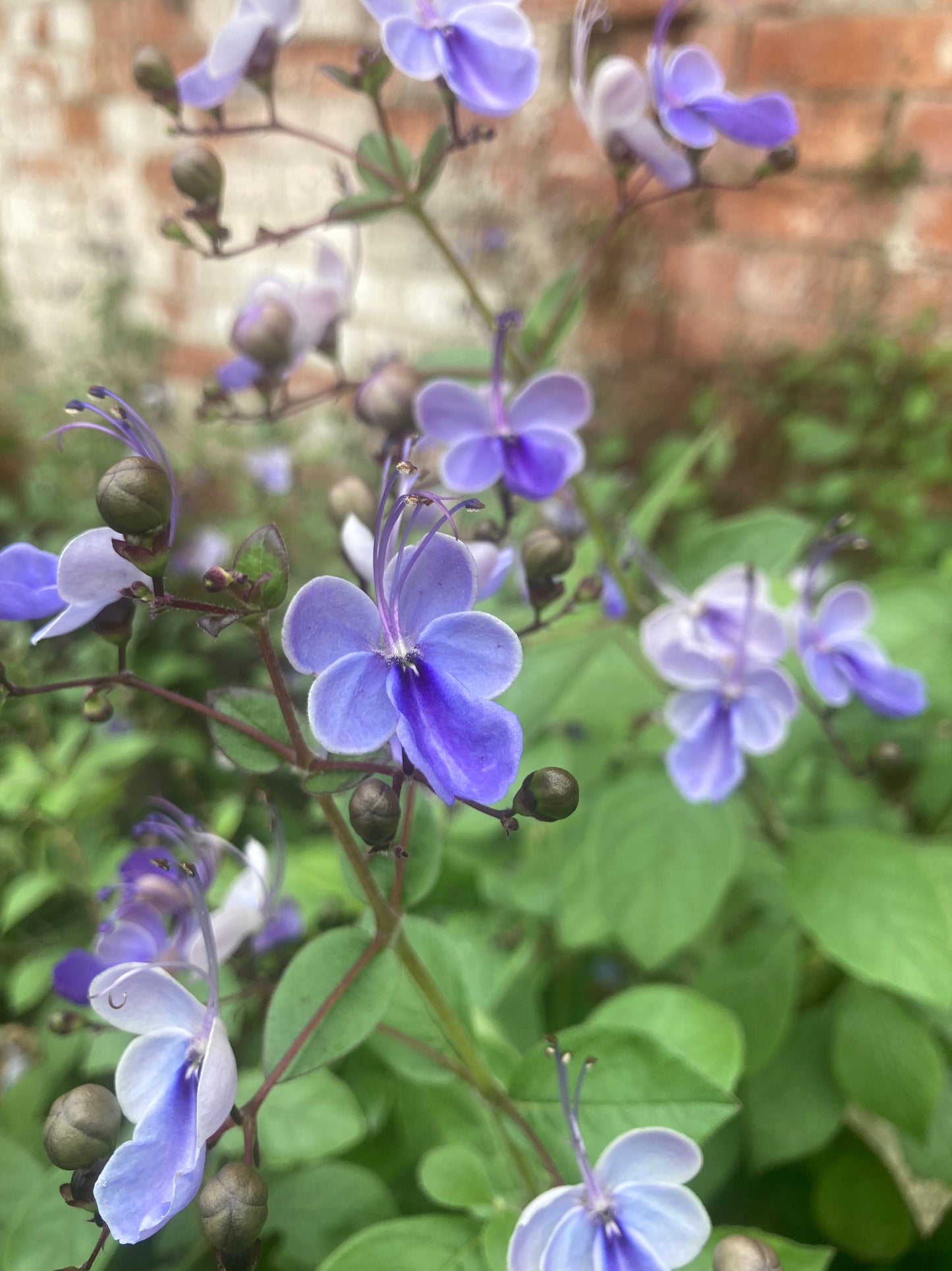 Clerodendrum Ugandense AGM