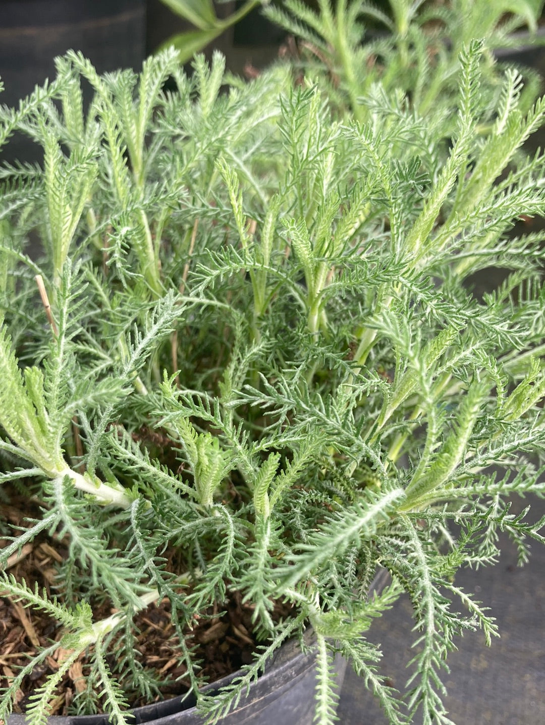 Santolina pinnata subsp. neapolitana 'Edward Bowles' - Champion Plants