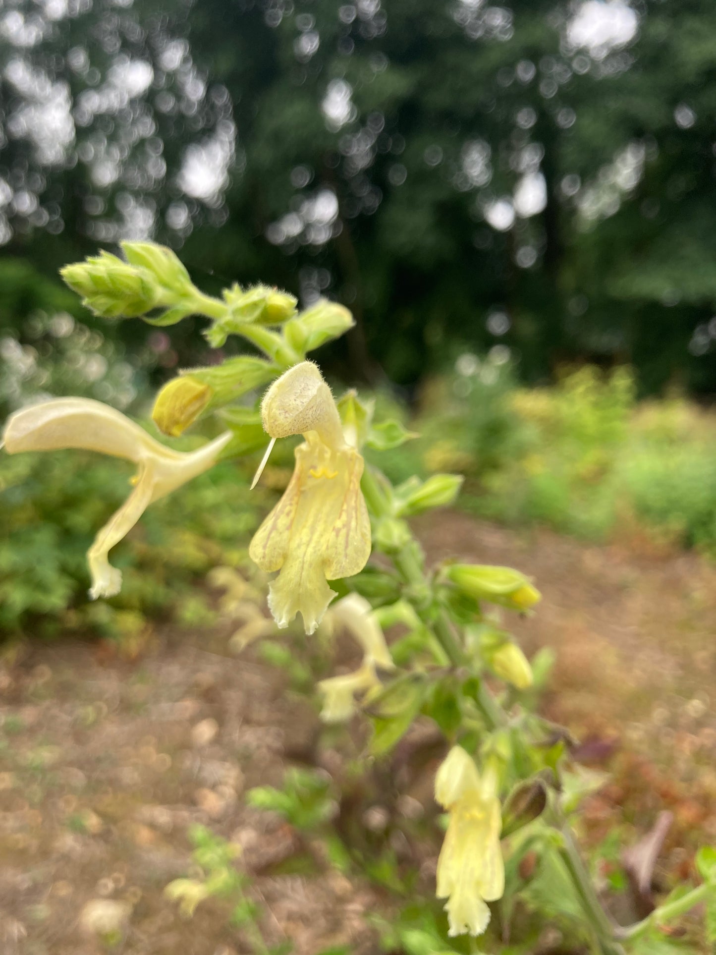Salvia glutinosa