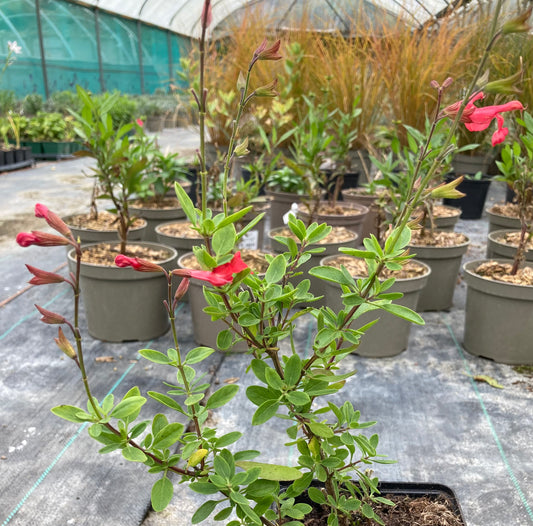 Salvia Peach Cobbler - Champion Plants