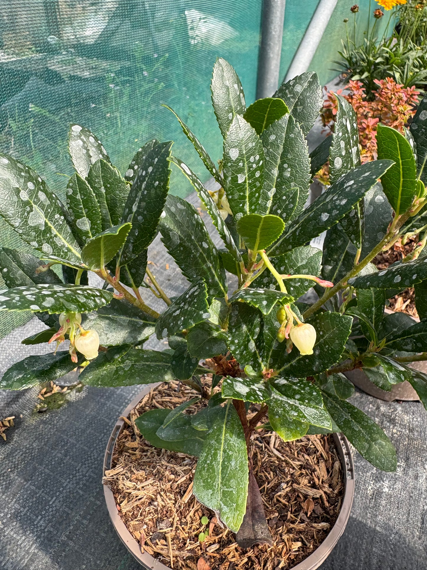 Arbutus unedo