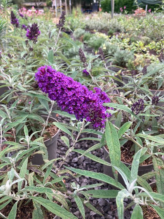 Buddleja (Buddleia) davidii Purple Emperor - Champion Plants
