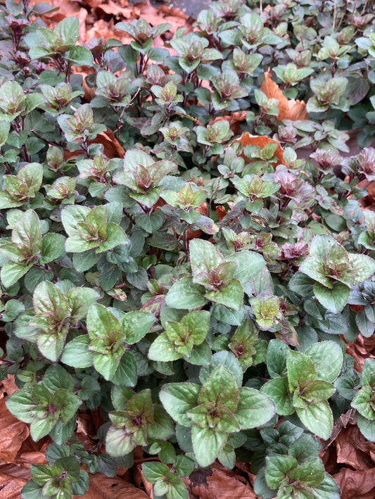 Origanum laevigatum Herrenhausen AGM - Champion Plants