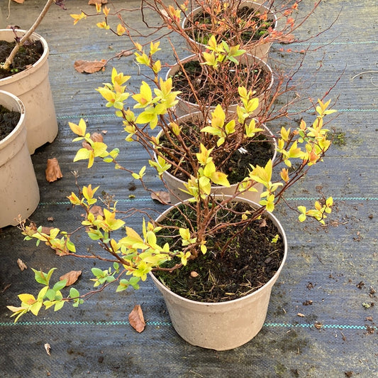 Spiraea japonica 'Goldflame' - Champion Plants