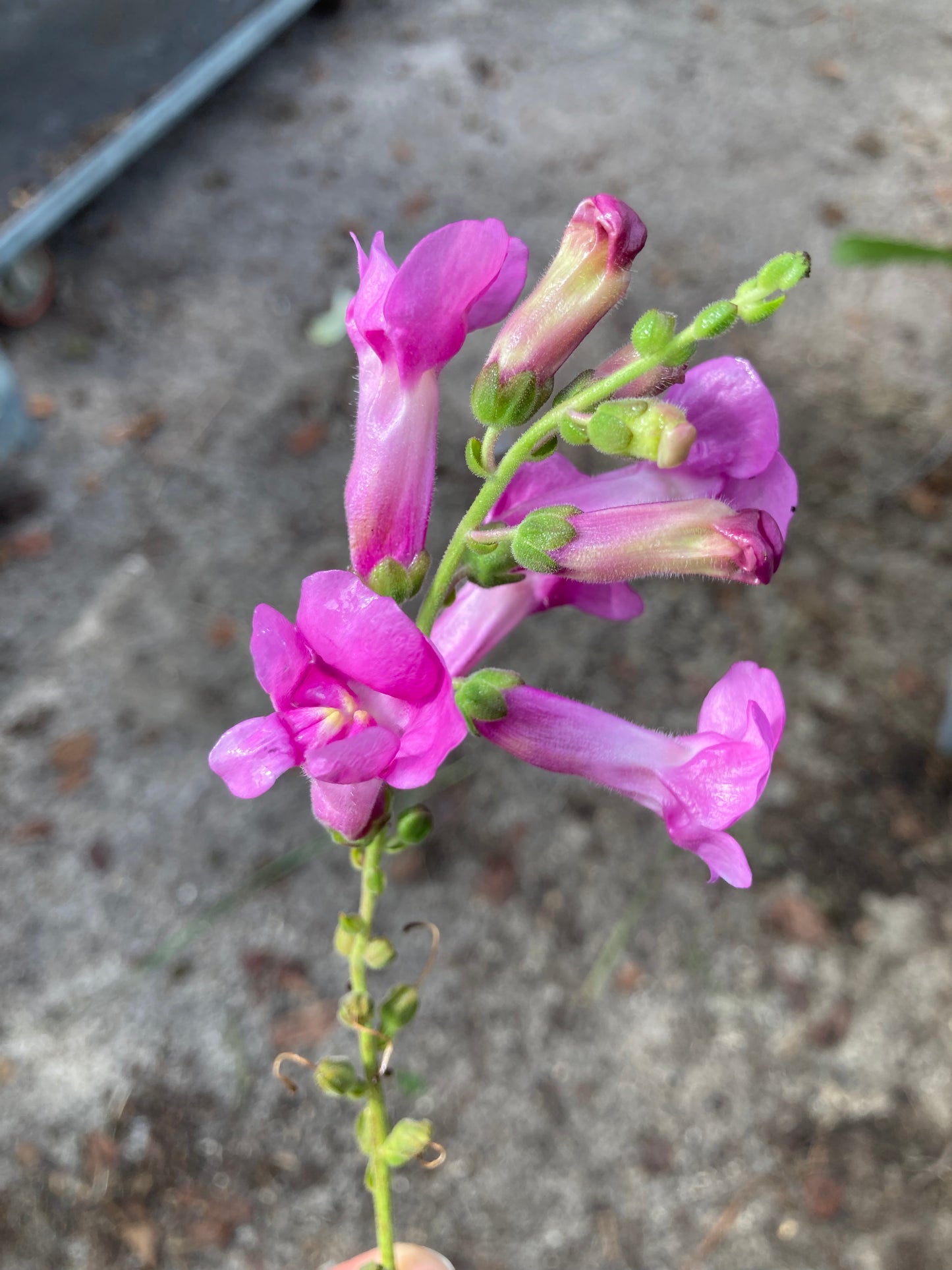 Antirrhinum Pretty in Pink - Champion Plants