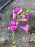Antirrhinum Pretty in Pink