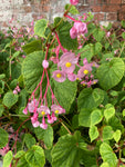 Begonia grandis Heron's Pirouette