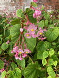 Begonia grandis Heron's Pirouette