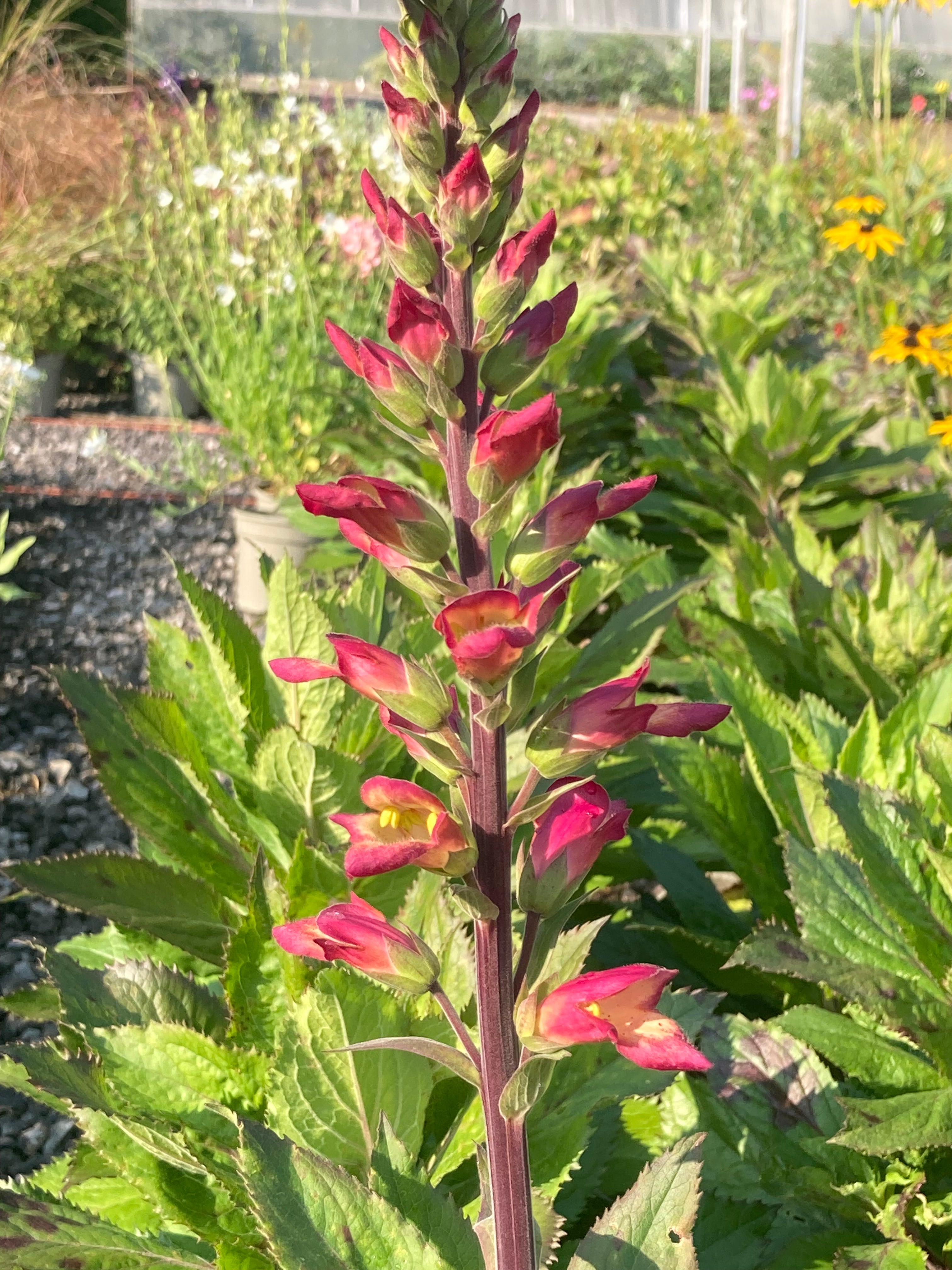 BUY Digitalis × valinii 'Rising Phoenix' plants, UK Nursery, Mail Order ...