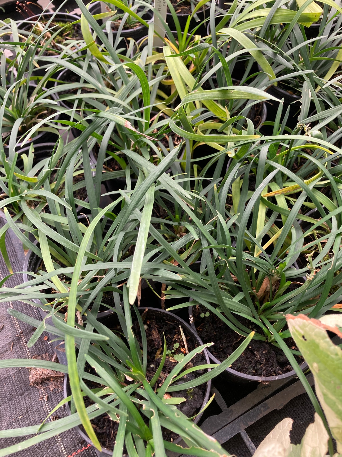 Ophiopogon planiscapus - Champion Plants