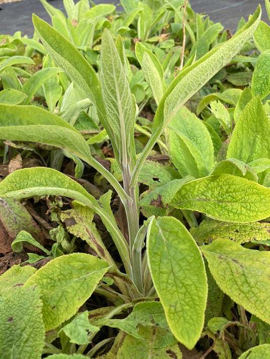 Digitalis purpurea 'Dalmatian Peach' AGM - Champion Plants