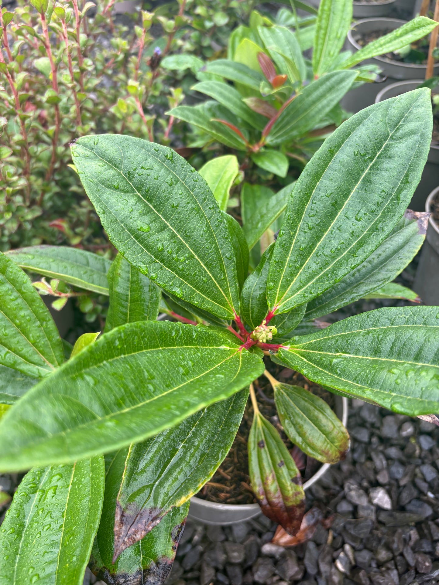 Viburnum davidii