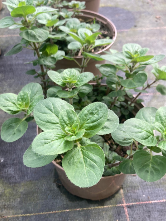 Origanum laevigatum Rosenkuppel - AGM - Champion Plants