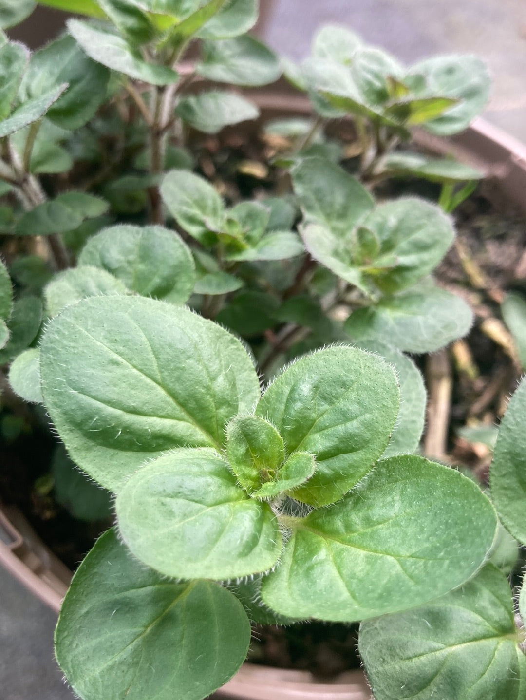 Origanum laevigatum Rosenkuppel - AGM - Champion Plants