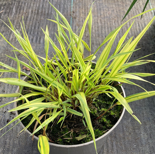 Hakonechloa aureola - Champion Plants