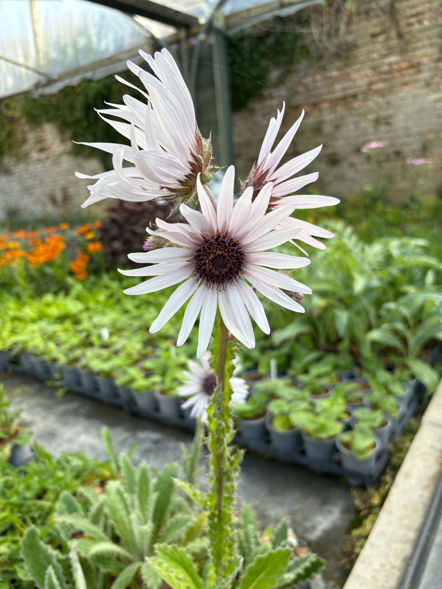 Berkheya Zulu Warrior