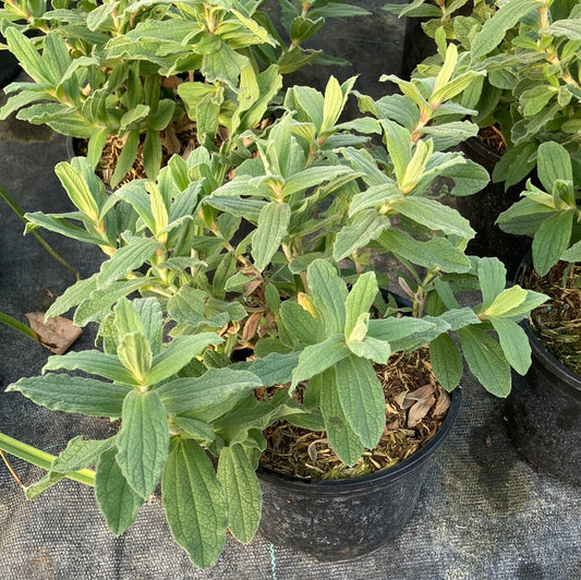Cistus × pulverulentus Sunset AGM - Champion Plants