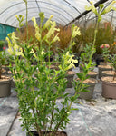 Salvia x jemensis Lemon Light