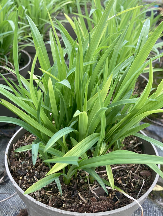Hemerocallis Sammy Russell (Daylily) - Champion Plants