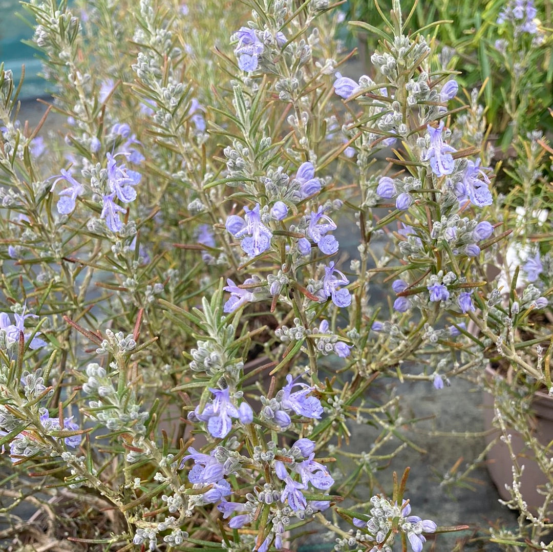 Rosmarinus officinalis 'Sudbury Blue' - Champion Plants