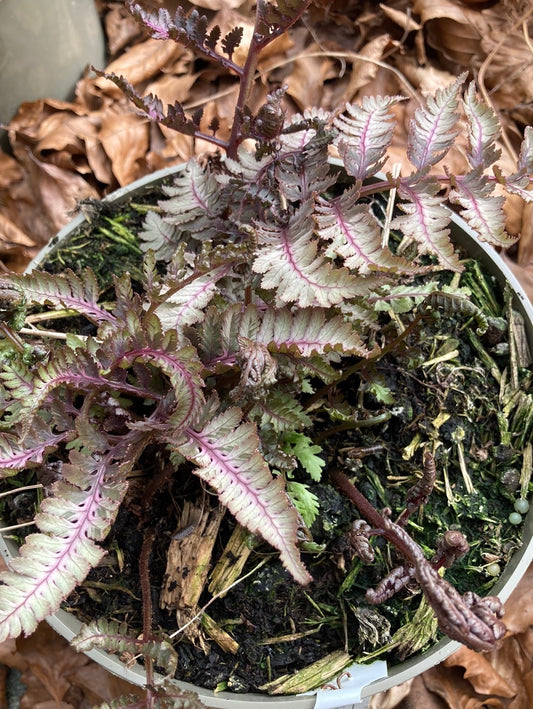 Athyrium niponicum Red Beauty - Champion Plants