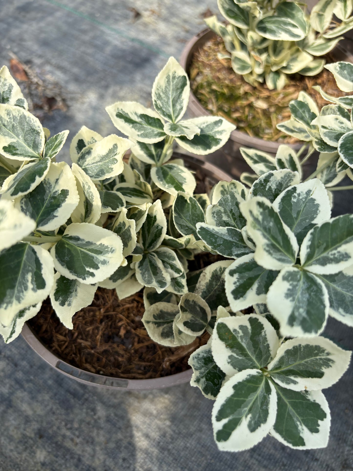 Euonymus fortunei Silver Queen
