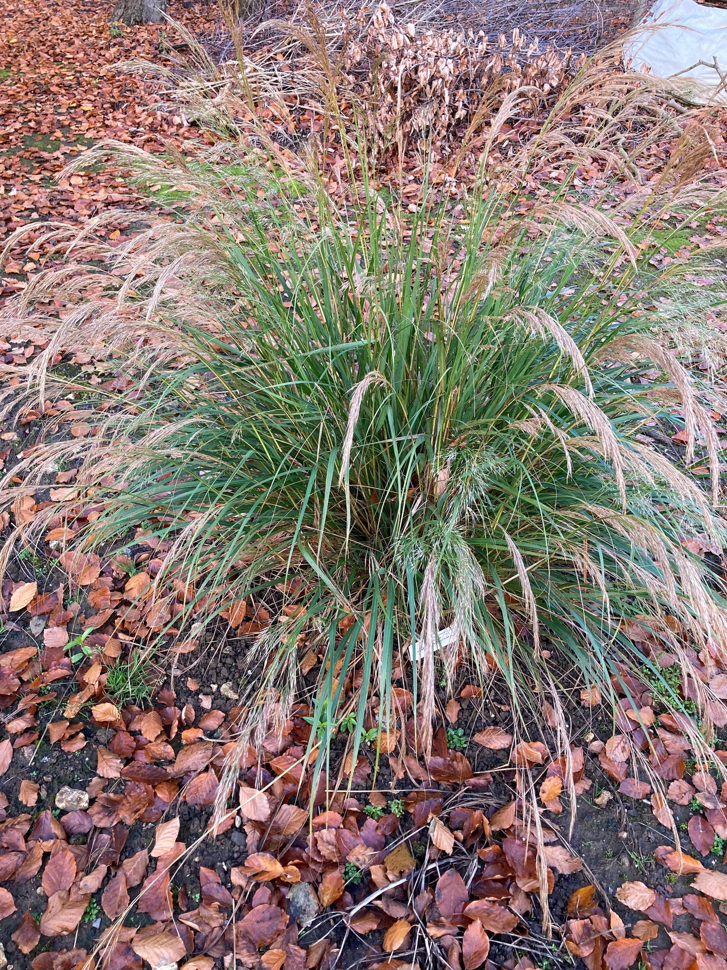 Stipa calamagrostis - AGM - Champion Plants
