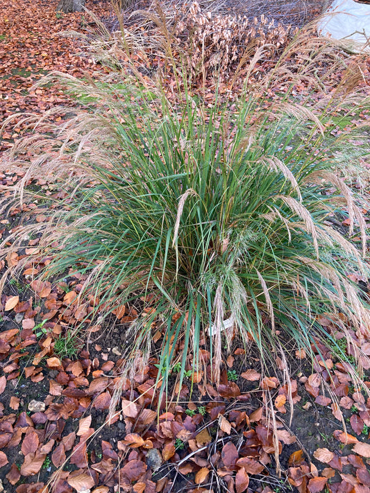 Stipa calamagrostis - AGM - Champion Plants