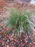 Stipa calamagrostis - AGM