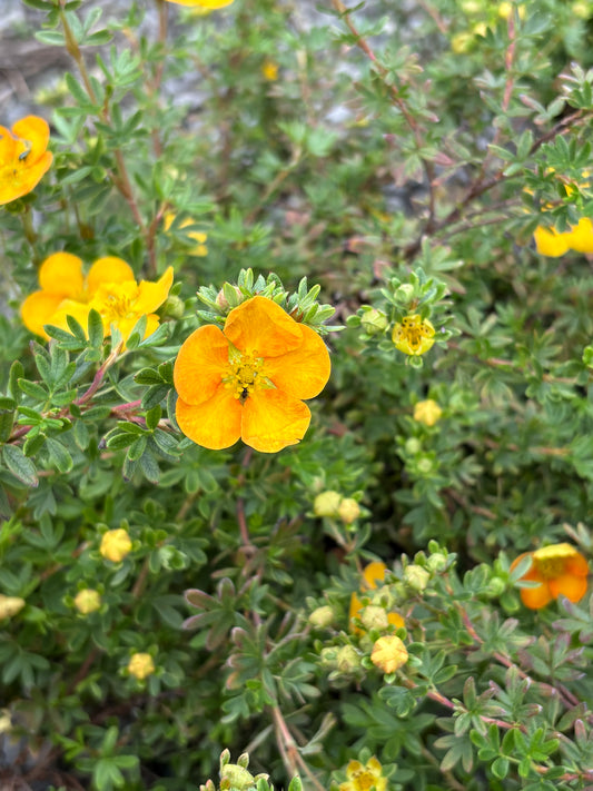 Potentilla fruticosa Tangerine
