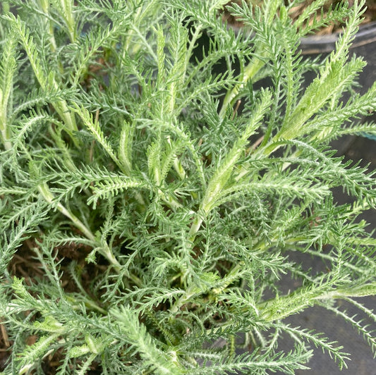 Santolina pinnata subsp. neapolitana 'Edward Bowles' - Champion Plants