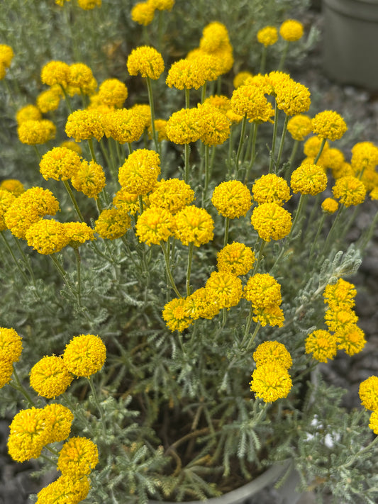 Santolina chamaecyparissus 'Lambrook Silver'