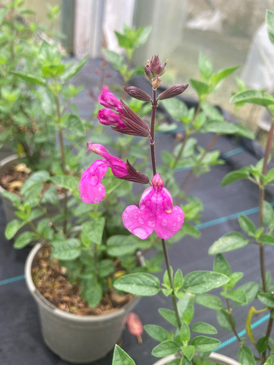 Salvia 'Lalarsha'