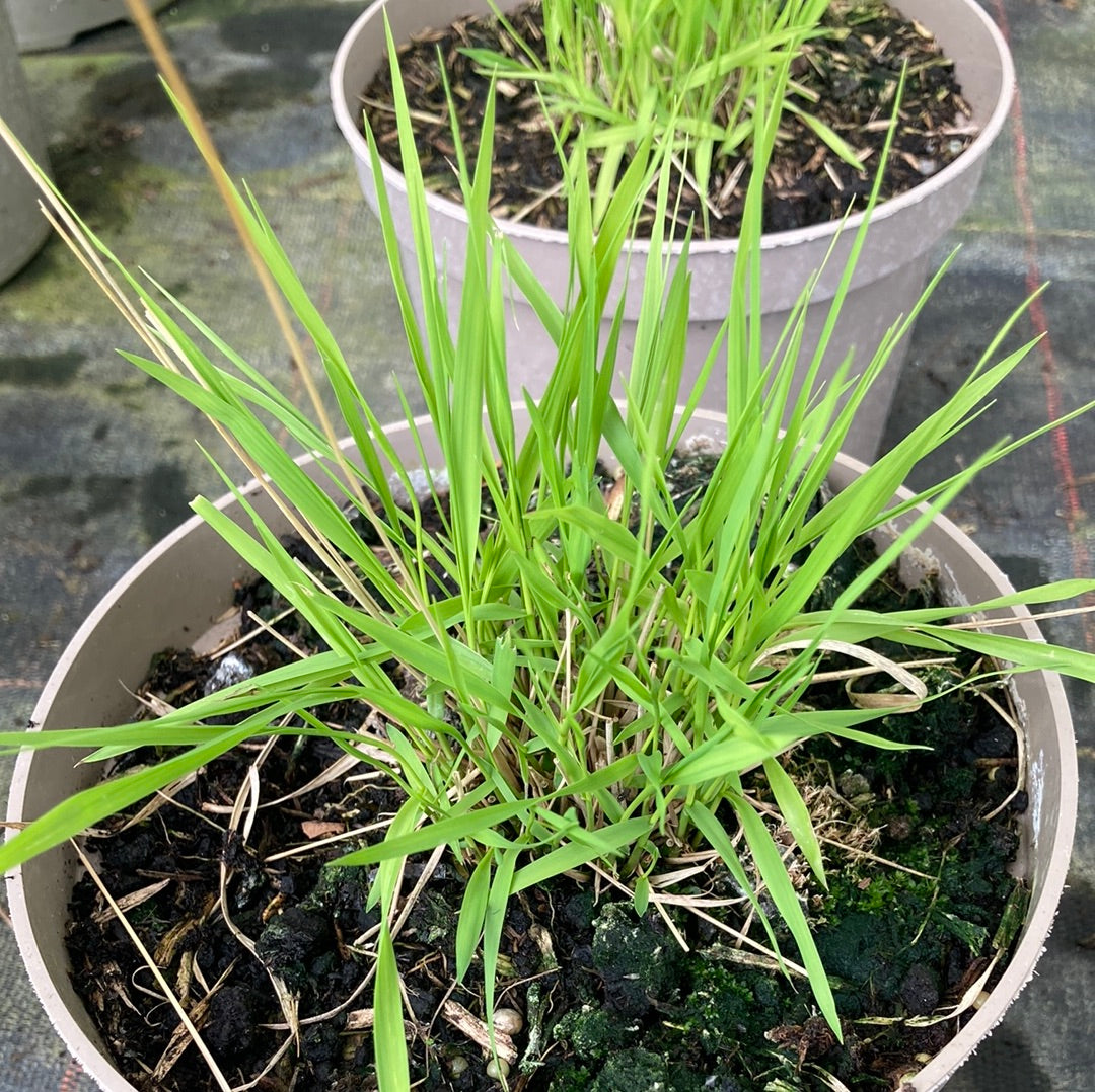 Molinia caerulea Poul Petersen AGM - Champion Plants
