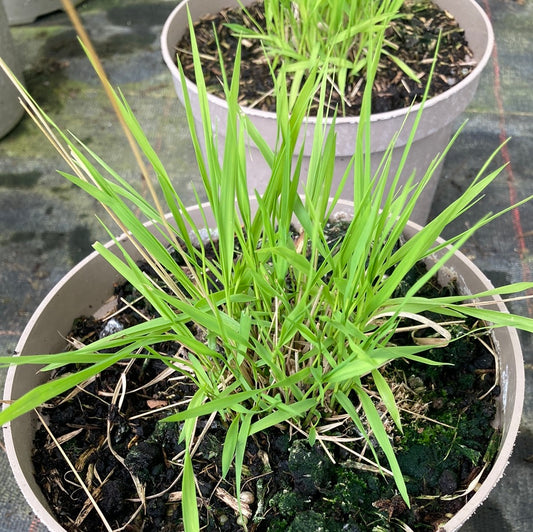 Molinia caerulea Poul Petersen AGM - Champion Plants