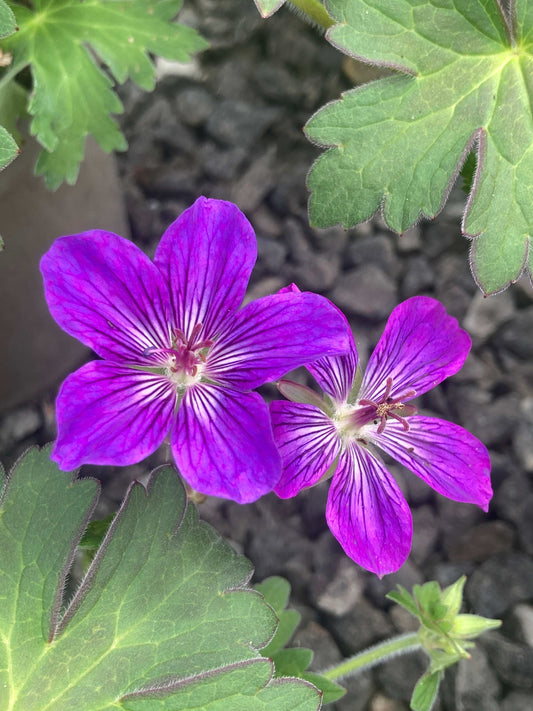 Geranium 'Lakwijk Star'