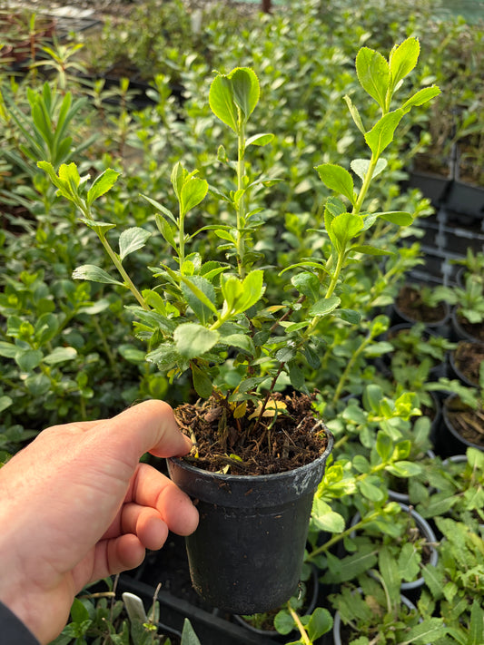 Escallonia 'Donard Seedling'