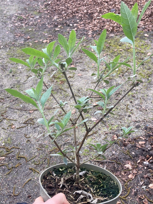 Buddleja (Buddleia) davidii 'Griffin Blue' - Champion Plants