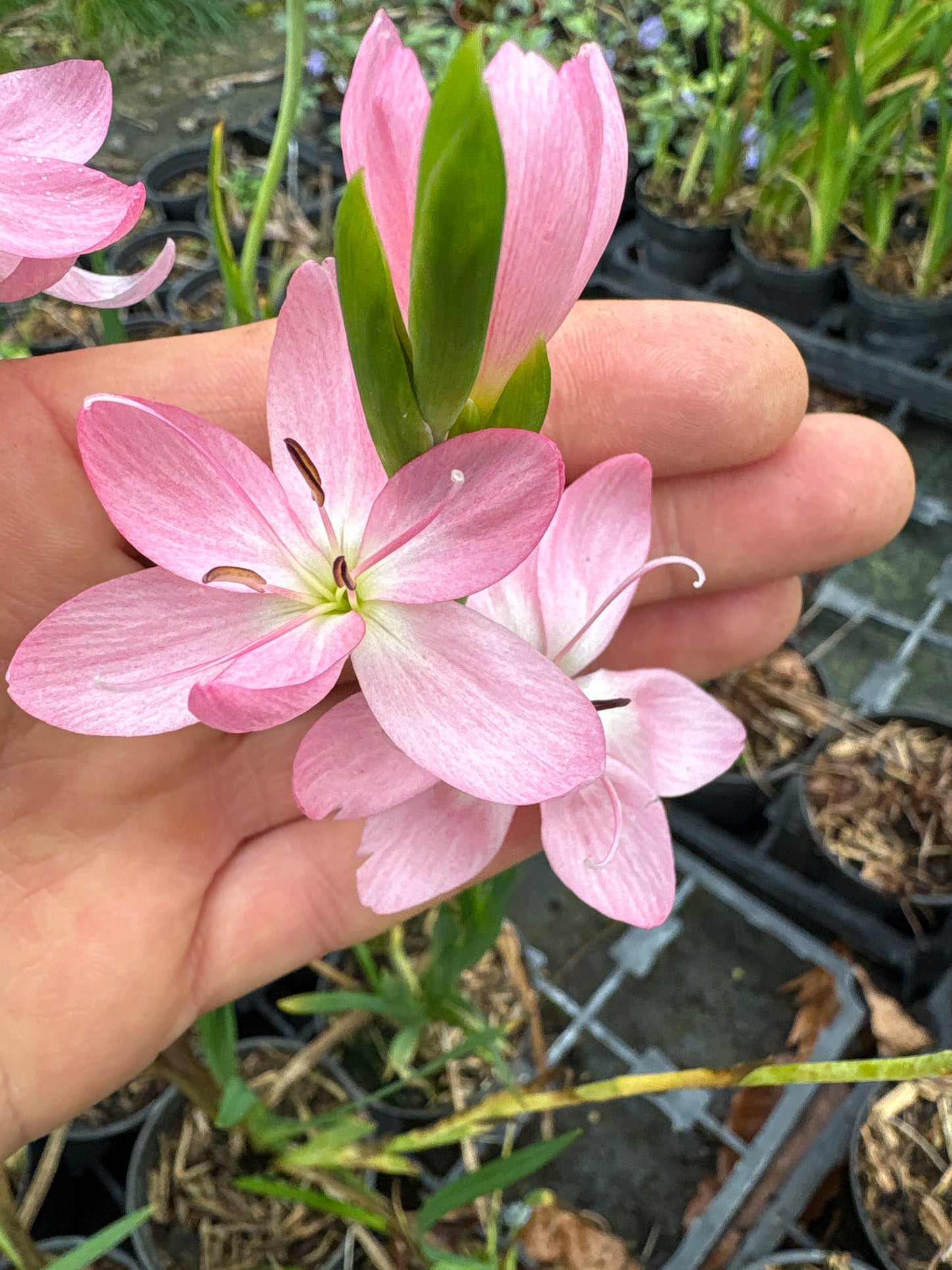 Hesperantha coccinea 'Mollie Gould'