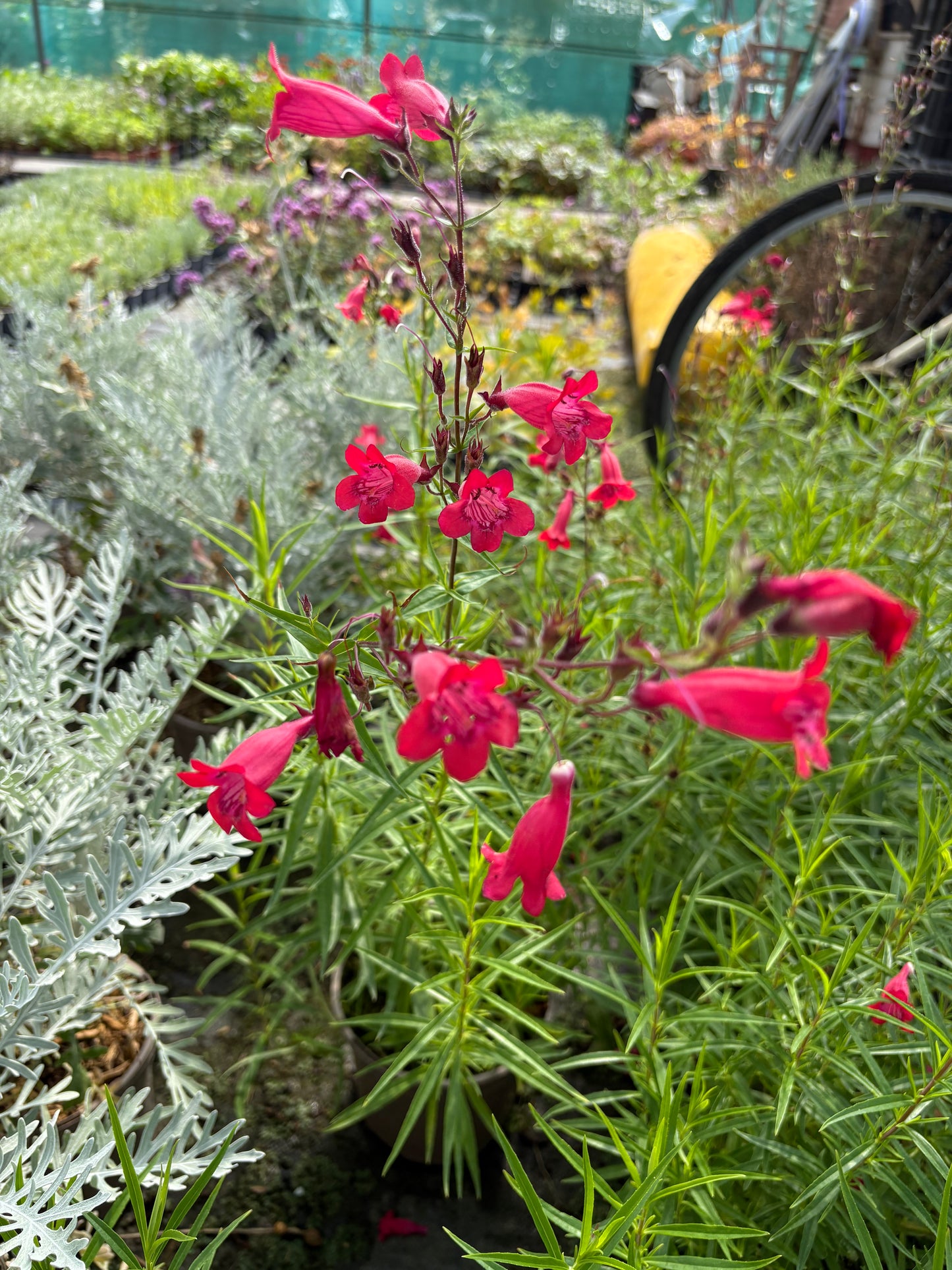 Penstemon Firebird